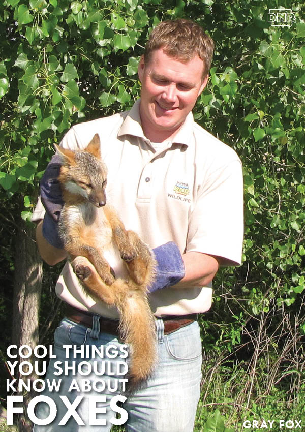 What the fox really says (it's called gekkering!) and more cool things about foxes) | Iowa DNR